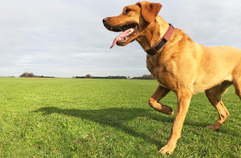 Causas más comunes de cojera en perros
