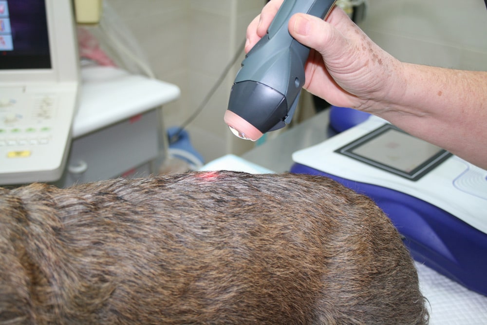 Láserterapia en animales