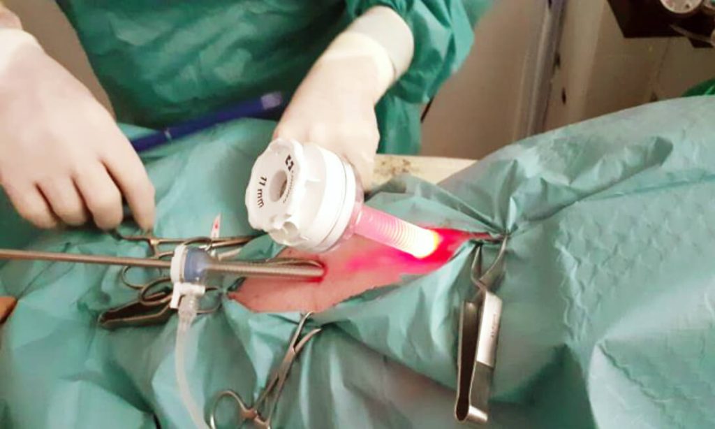 cirugía laparoscópica veterinaria Gijón