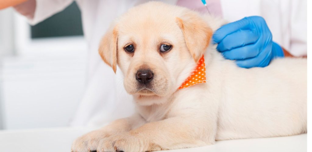 Importancia del plan de salud para perros Gijón