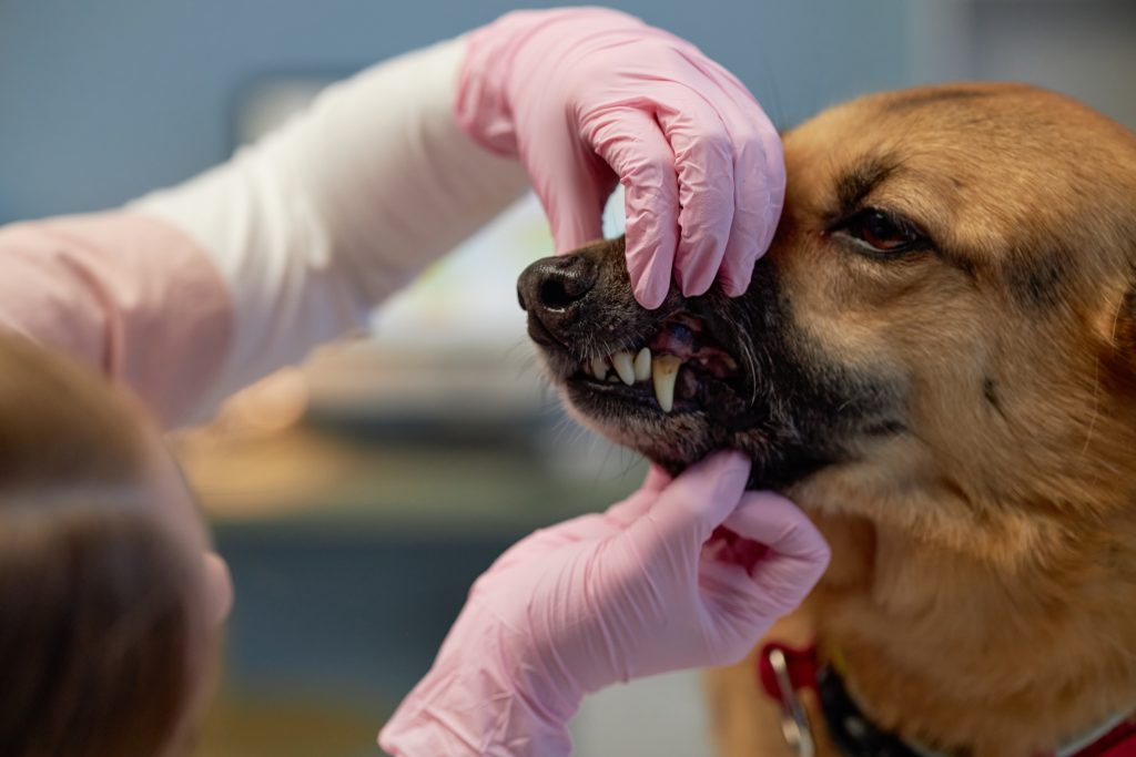 Beneficios de la limpieza dental anual en perros y gatos en Gijón