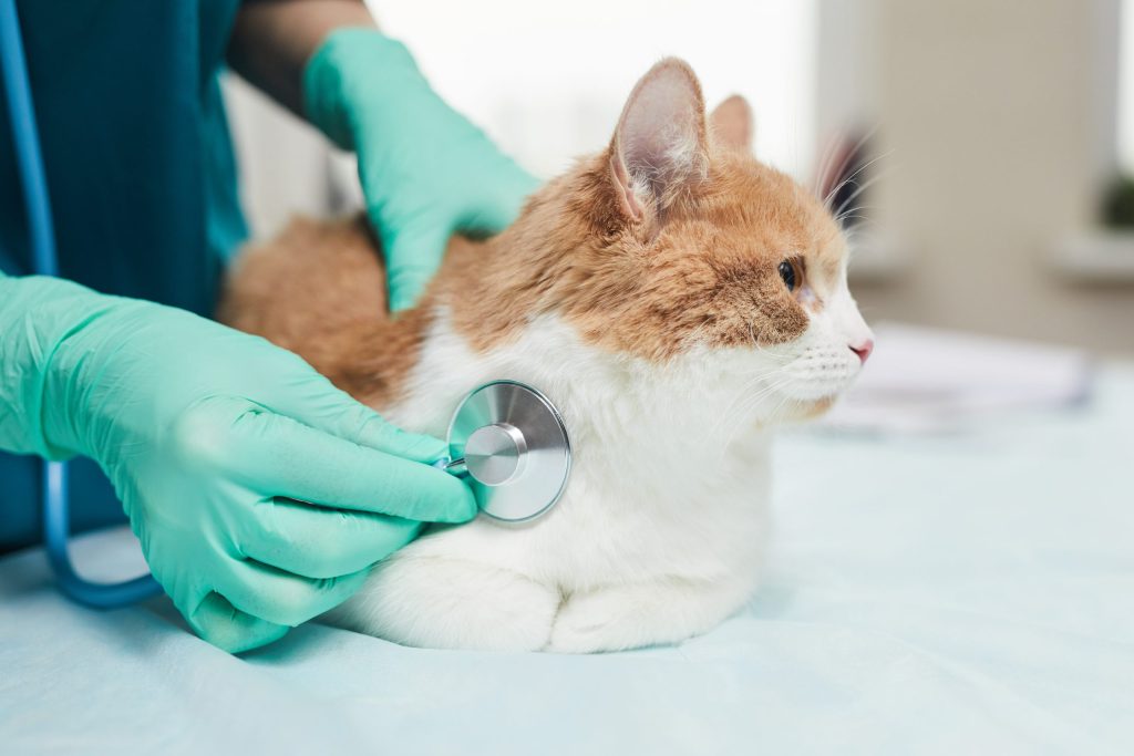 Laserterapia para gatos en Gijón