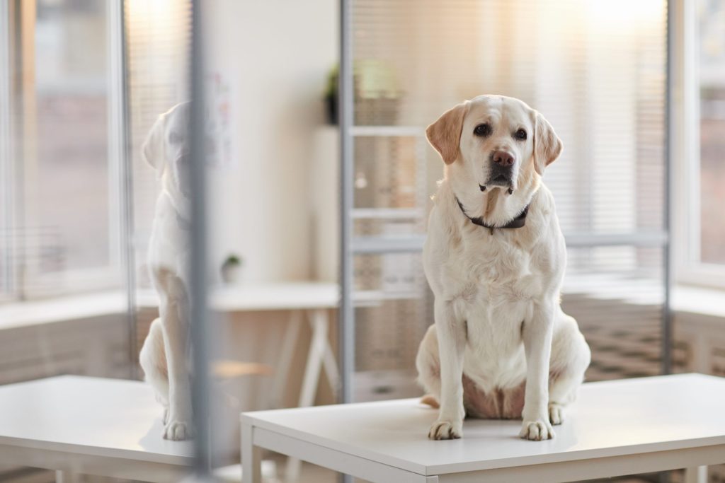 Laserterapia para perros en Gijón