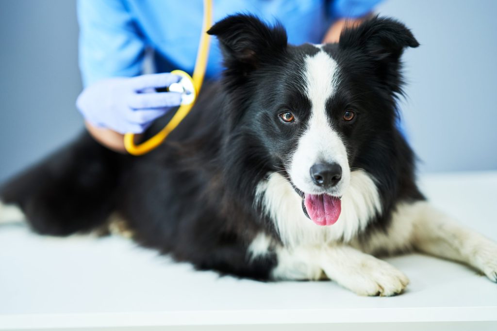Laserterapia para perros en Gijón